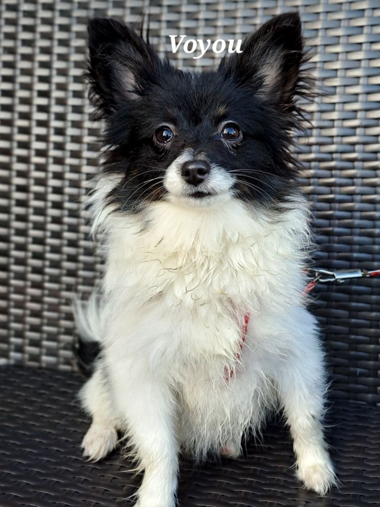 Du Domaine De Mafleurio - Chiot disponible  - Epagneul nain Continental (Papillon)