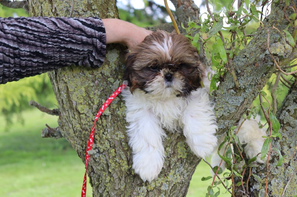 Du Domaine De Mafleurio - Chiot disponible  - Shih Tzu