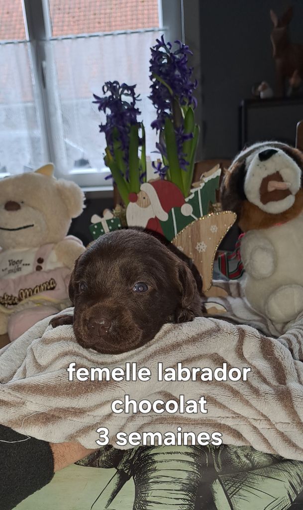 Du Domaine De Mafleurio - Chiot disponible  - Labrador Retriever