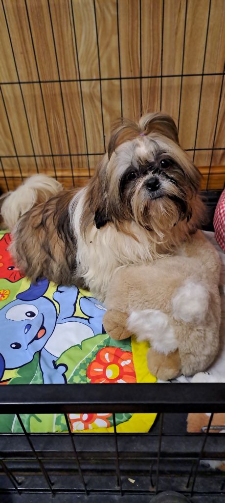 Du Domaine De Mafleurio - Chiot disponible  - Shih Tzu