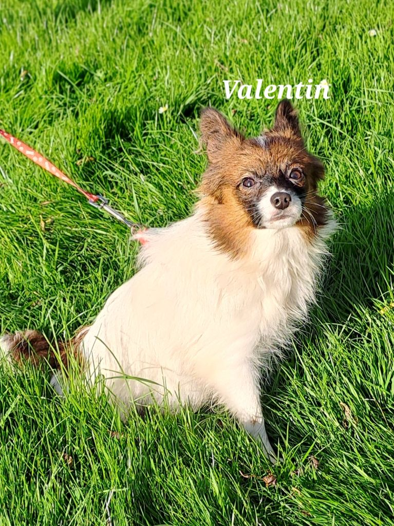 Du Domaine De Mafleurio - Chiot disponible  - Epagneul nain Continental (Papillon)