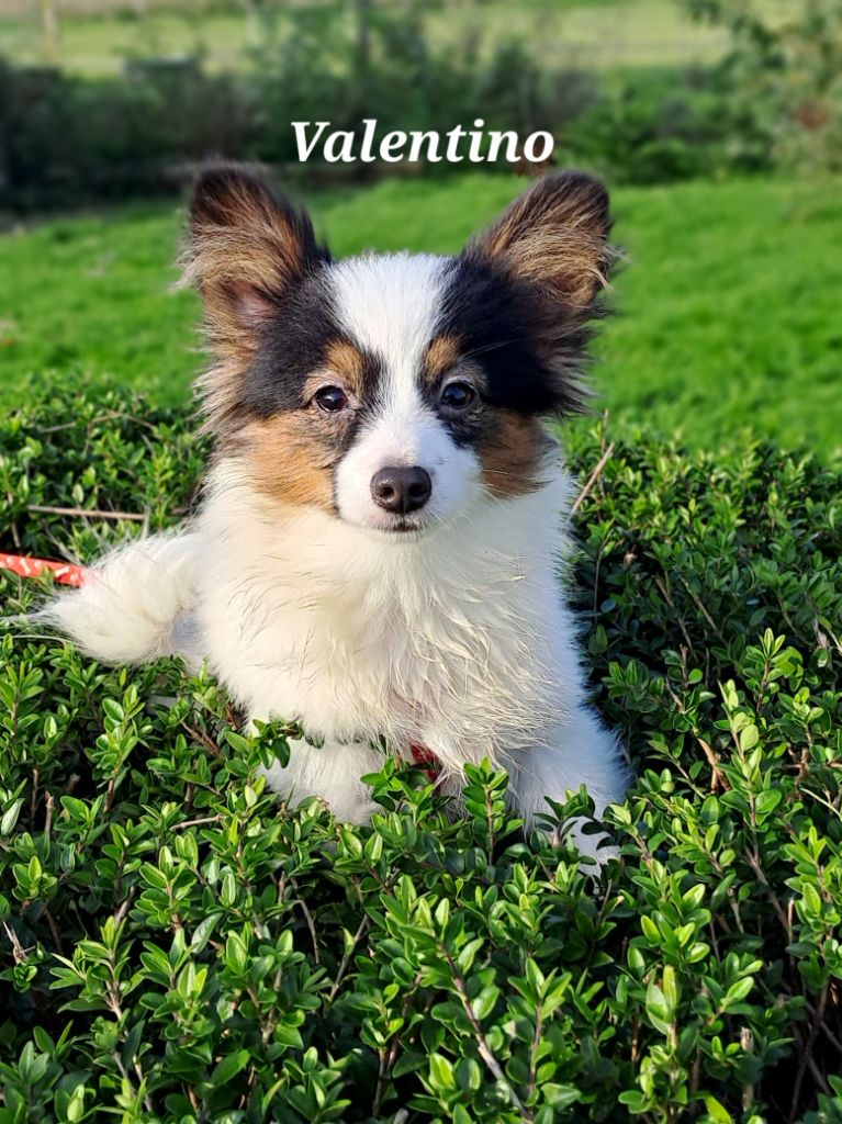 Du Domaine De Mafleurio - Chiot disponible  - Epagneul nain Continental (Papillon)