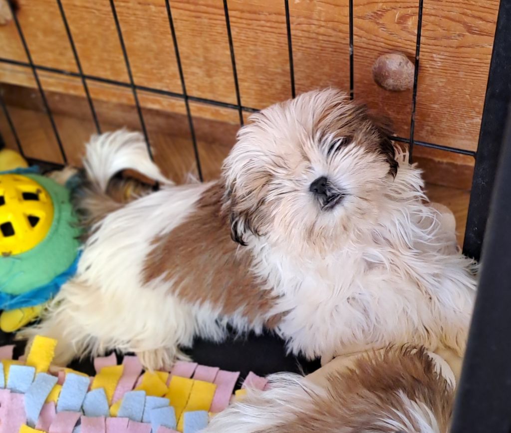 Du Domaine De Mafleurio - Chiot disponible  - Shih Tzu