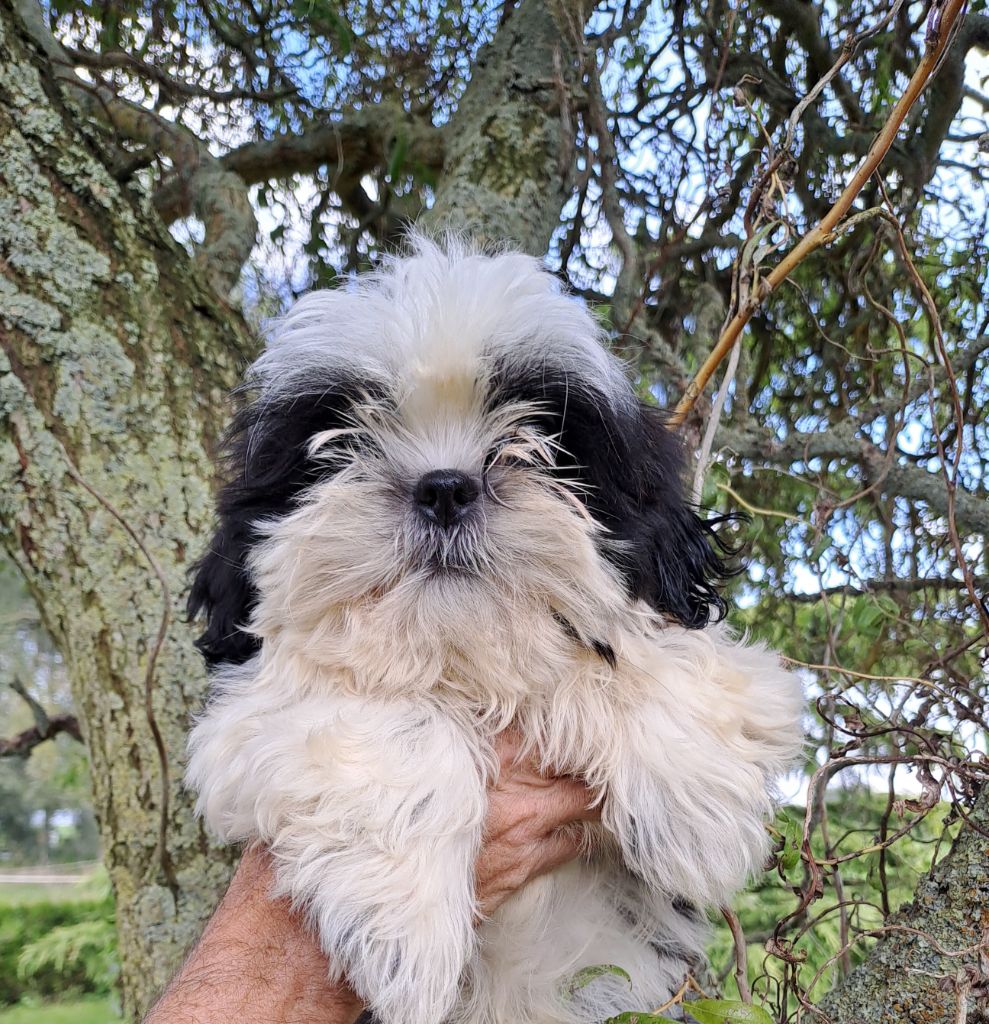 Du Domaine De Mafleurio - Chiot disponible  - Shih Tzu