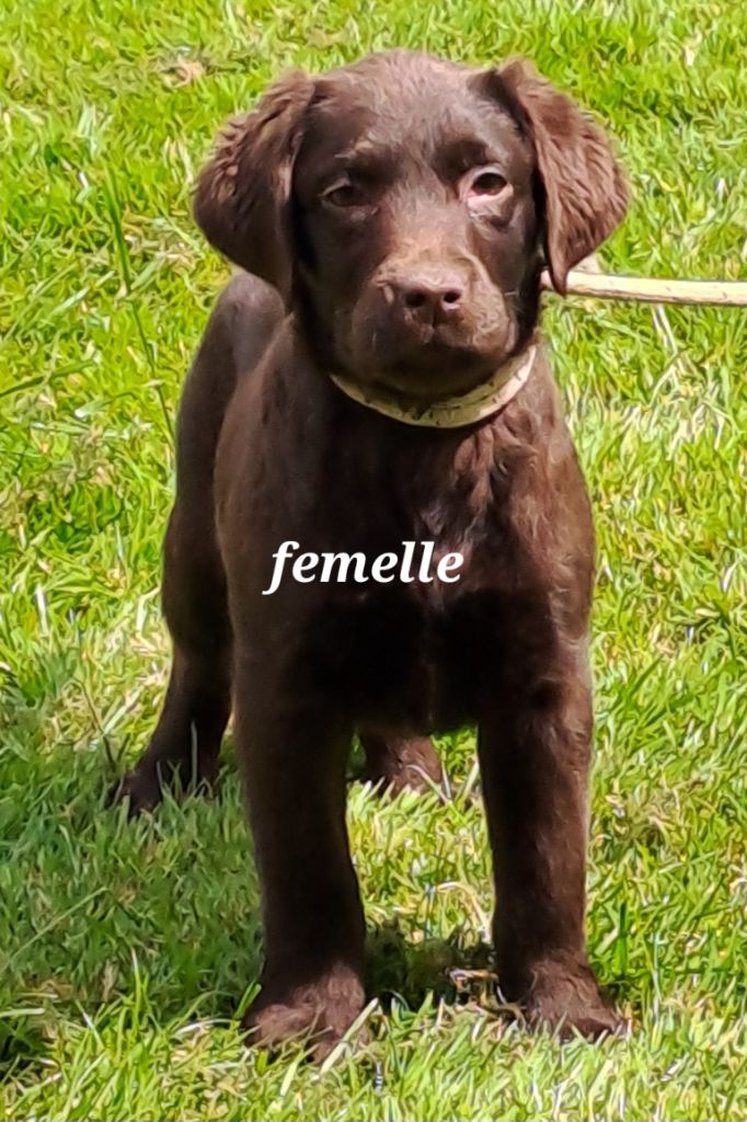 Du Domaine De Mafleurio - Chiot disponible  - Labrador Retriever