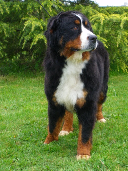 Hemy Du Domaine De Mafleurio