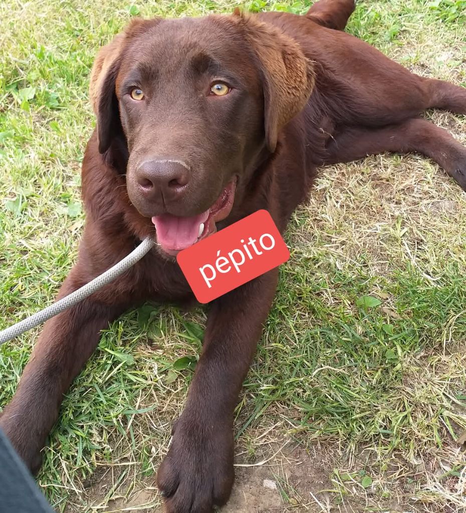 Sologne Hunters's Pepito