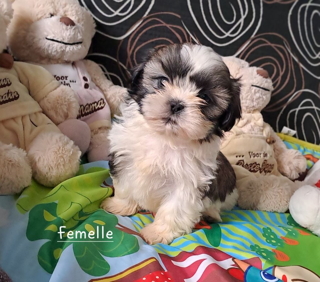 Du Domaine De Mafleurio - Shih Tzu - Portée née le 23/03/2025