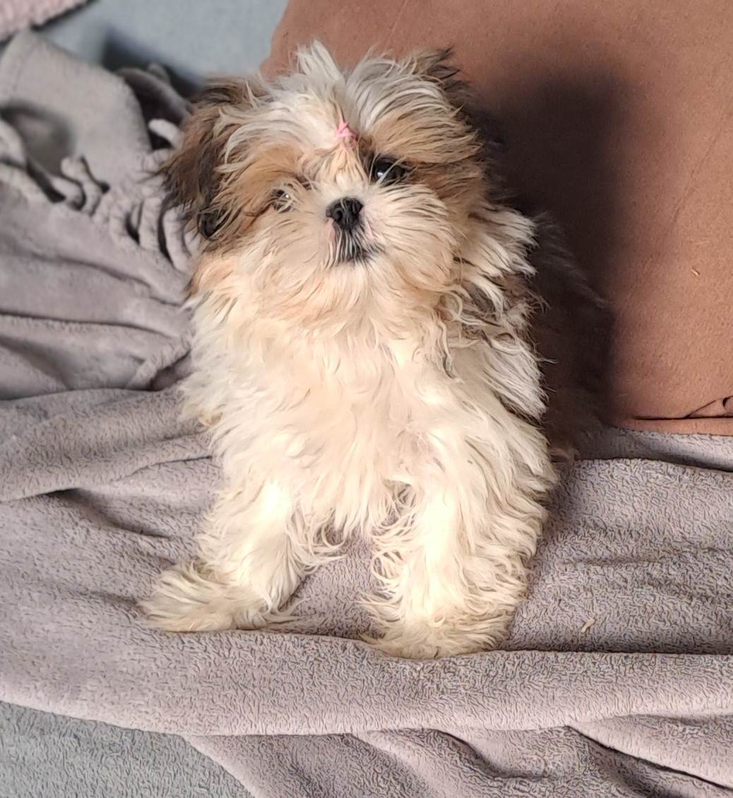 Du Domaine De Mafleurio - Chiots disponibles - Shih Tzu