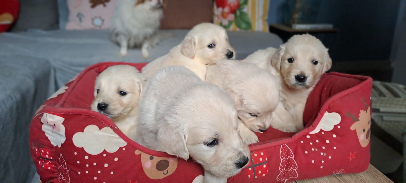 Du Domaine De Mafleurio - Chiots disponibles - Golden Retriever