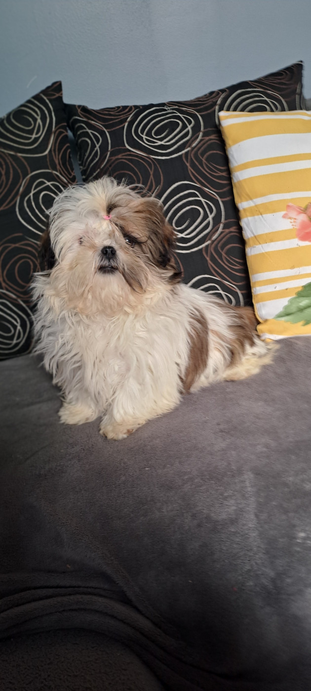 Du Domaine De Mafleurio - Chiots disponibles - Shih Tzu