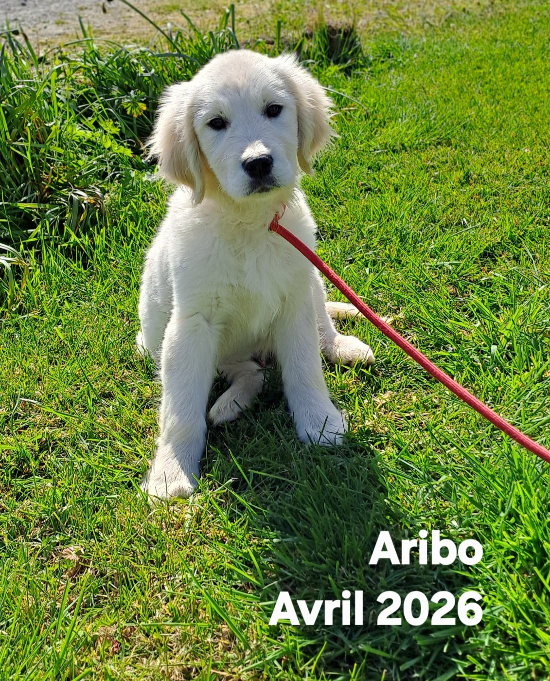 Du Domaine De Mafleurio - Chiots disponibles - Golden Retriever