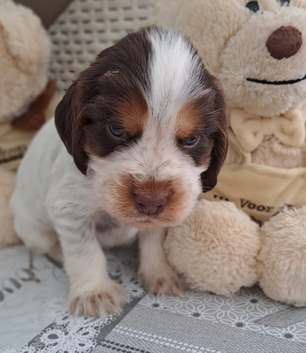 Du Domaine De Mafleurio - Chiots disponibles - Cocker Spaniel Anglais
