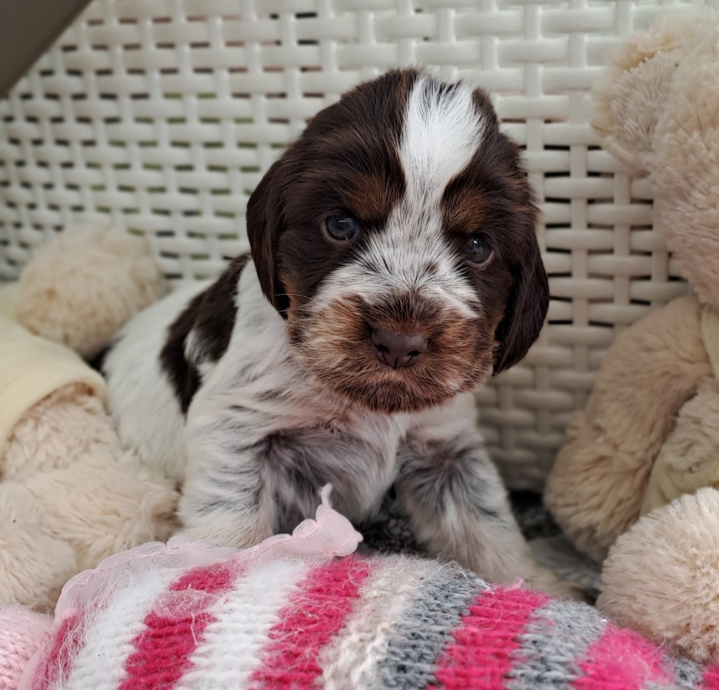 Du Domaine De Mafleurio - Chiots disponibles - Cocker Spaniel Anglais