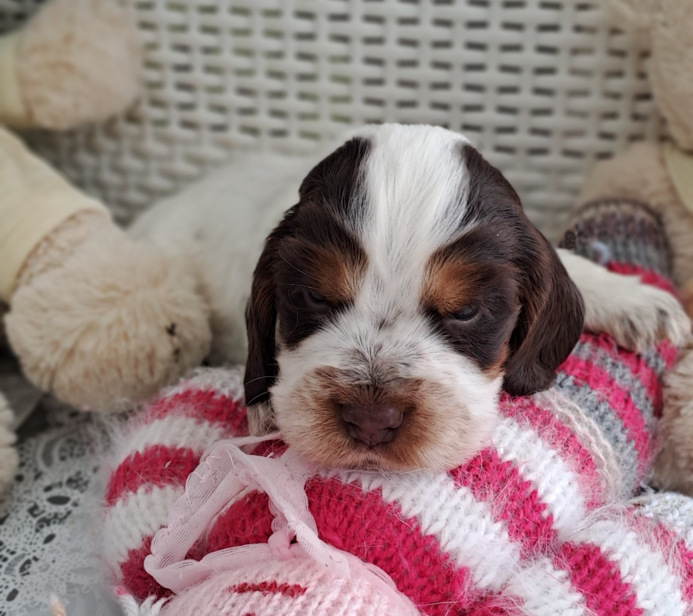 Du Domaine De Mafleurio - Chiots disponibles - Cocker Spaniel Anglais
