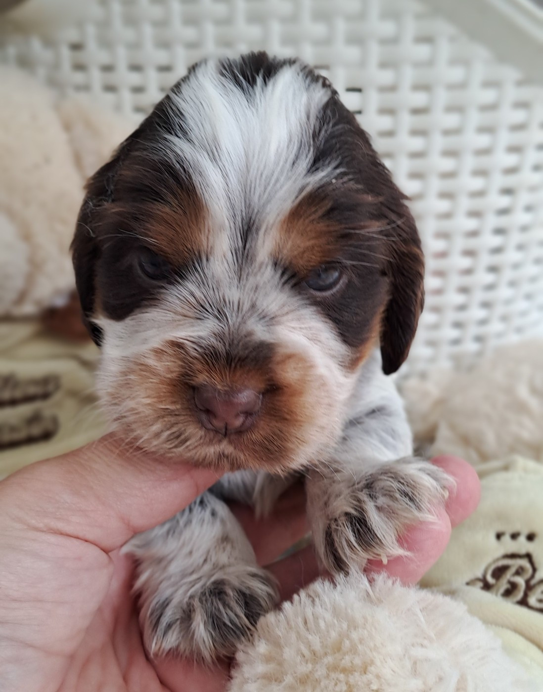 Du Domaine De Mafleurio - Chiots disponibles - Cocker Spaniel Anglais