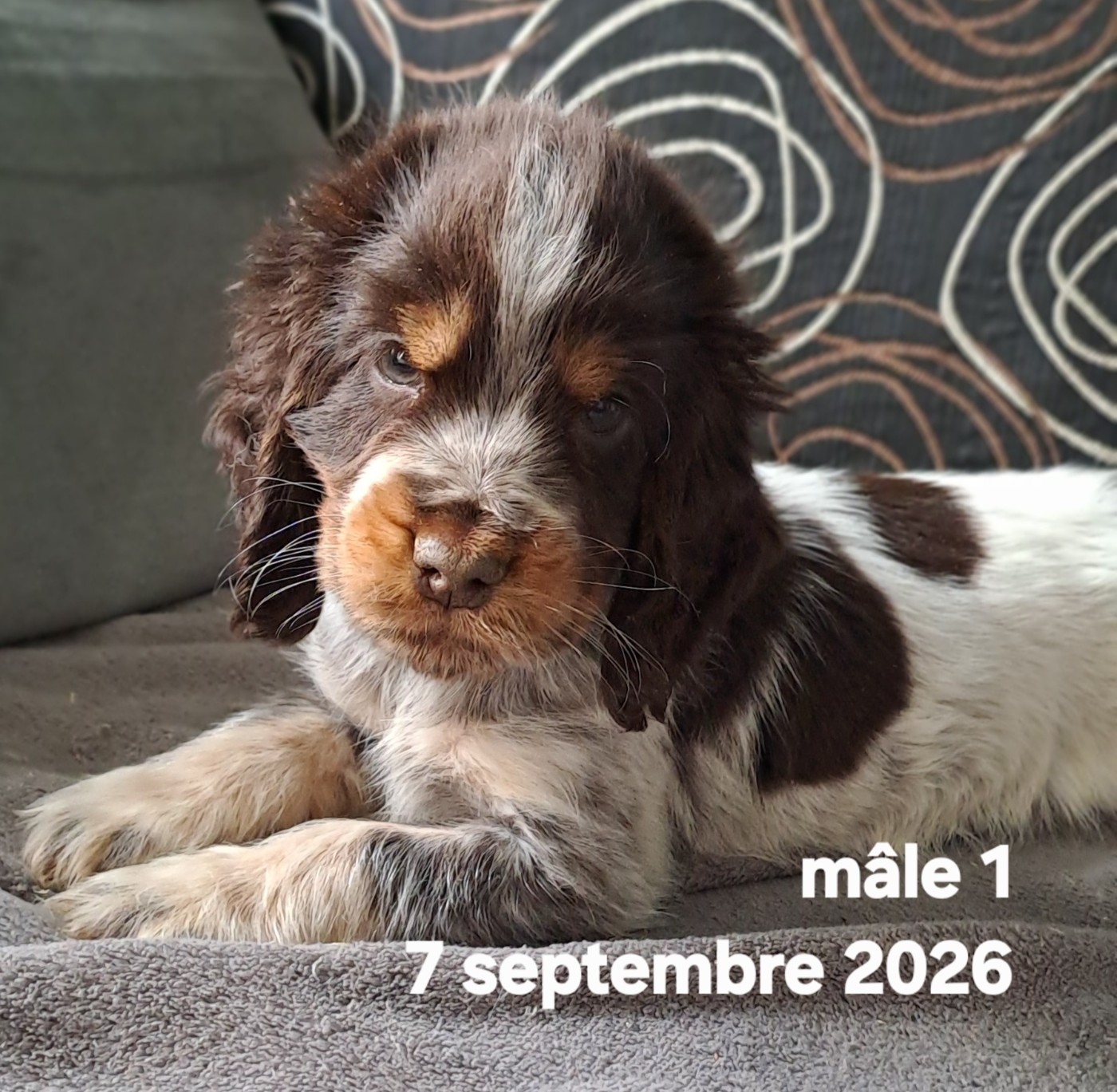 Du Domaine De Mafleurio - Chiots disponibles - Cocker Spaniel Anglais