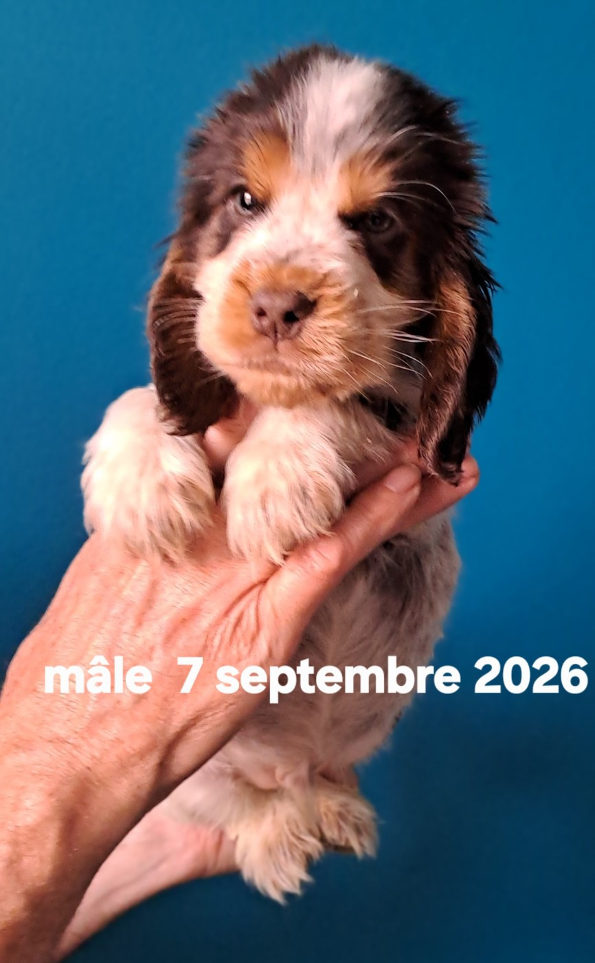 Du Domaine De Mafleurio - Chiots disponibles - Cocker Spaniel Anglais