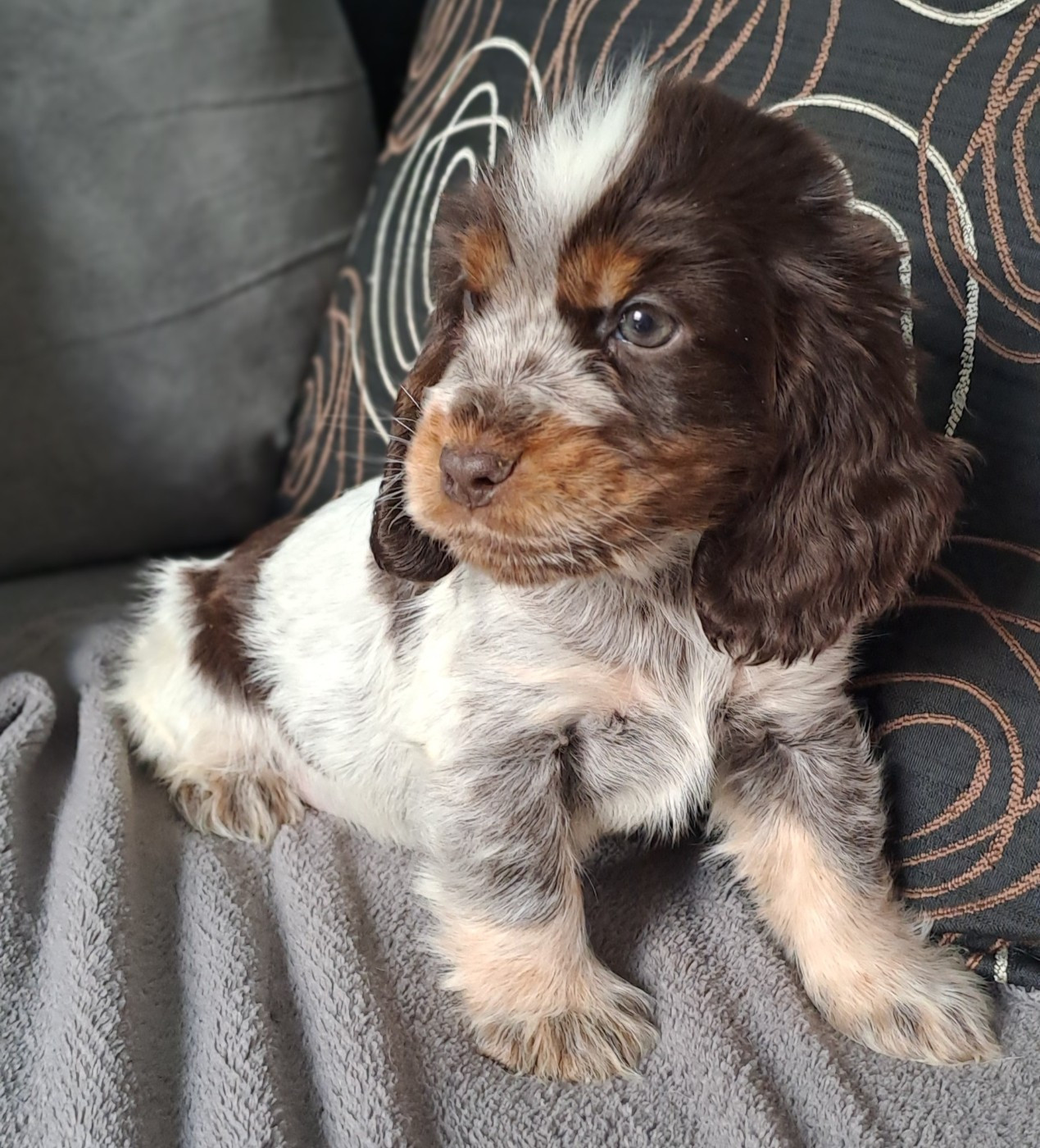 Du Domaine De Mafleurio - Chiots disponibles - Cocker Spaniel Anglais