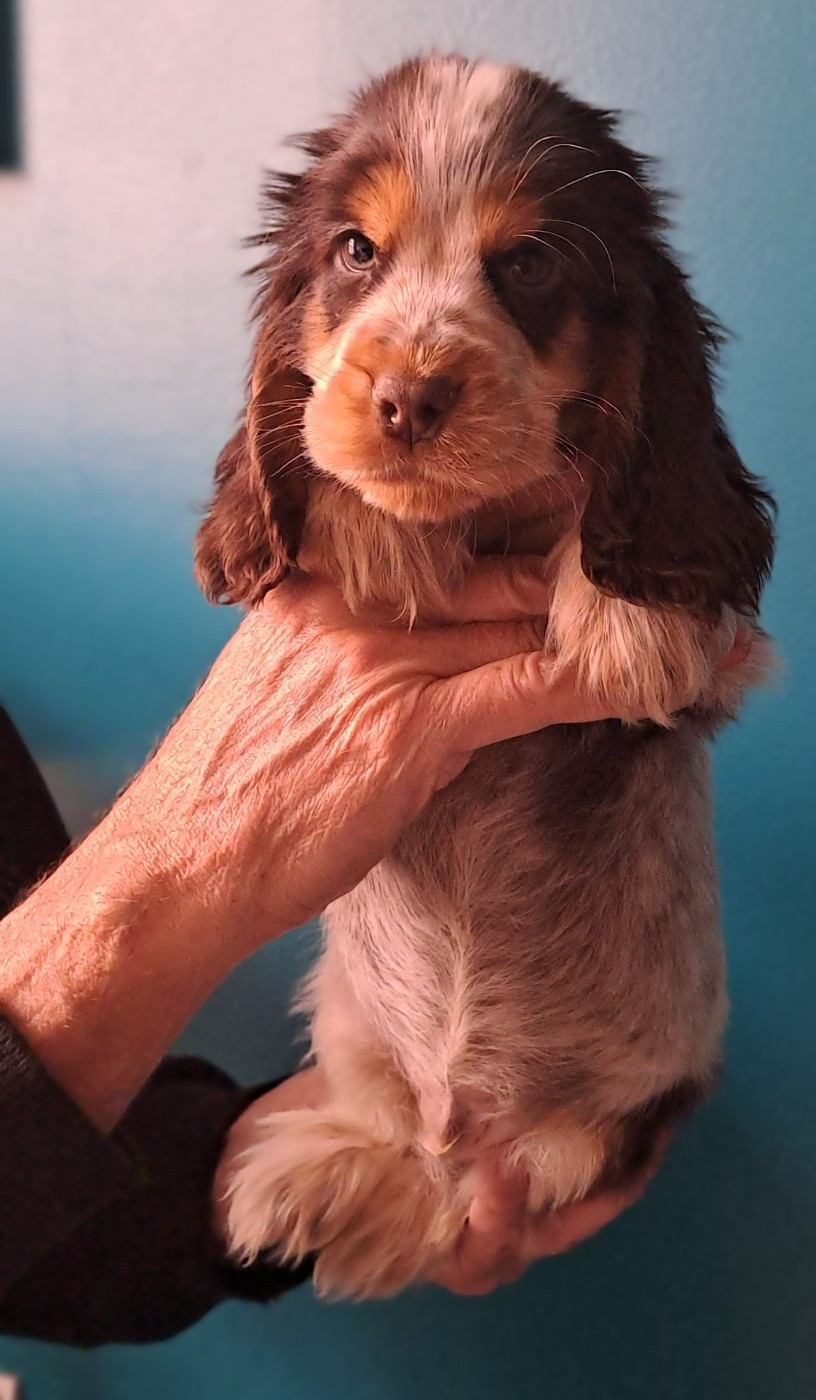Du Domaine De Mafleurio - Chiots disponibles - Cocker Spaniel Anglais