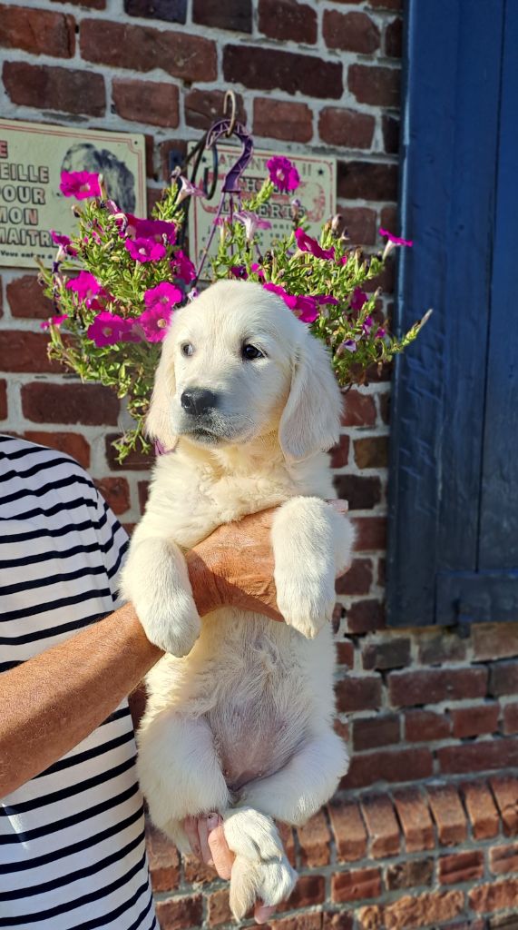 Du Domaine De Mafleurio - Chiots disponibles - Golden Retriever