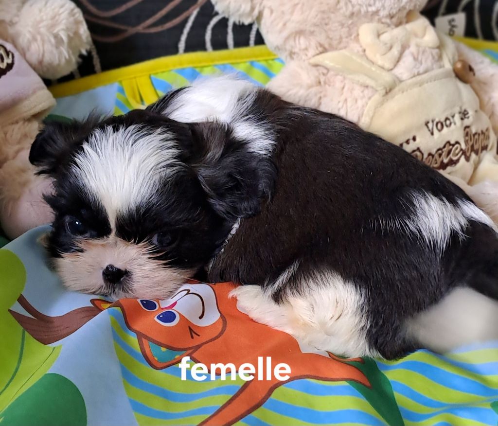 Du Domaine De Mafleurio - Chiots disponibles - Shih Tzu