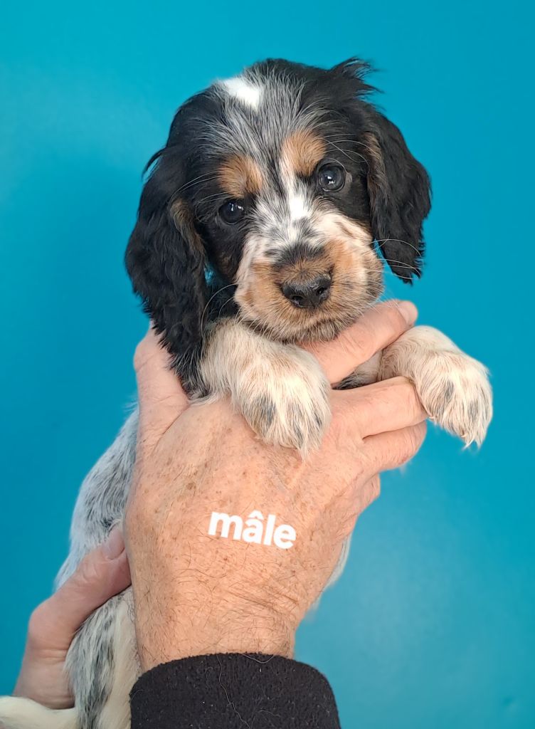 Du Domaine De Mafleurio - Chiots disponibles - Cocker Spaniel Anglais