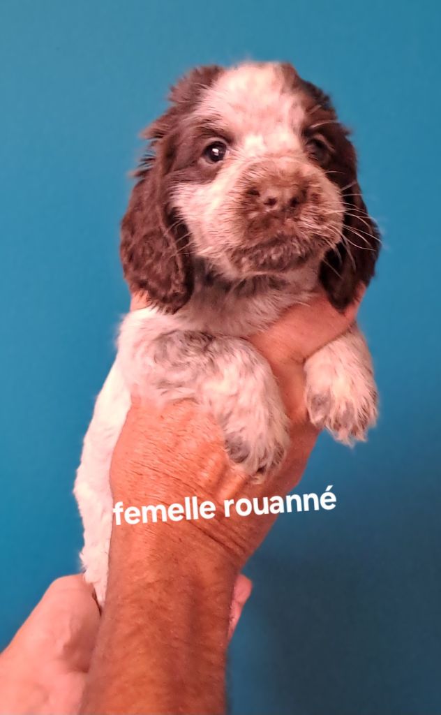Du Domaine De Mafleurio - Chiots disponibles - Cocker Spaniel Anglais