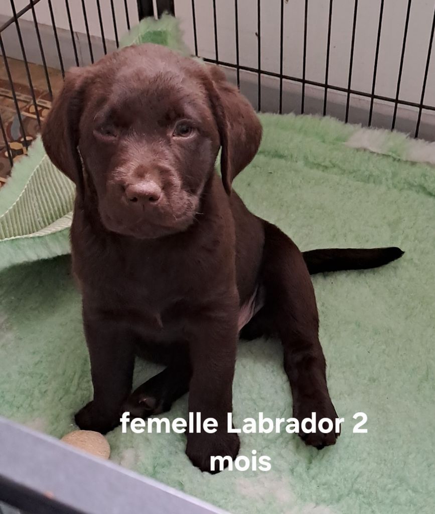 Du Domaine De Mafleurio - Chiots disponibles - Labrador Retriever