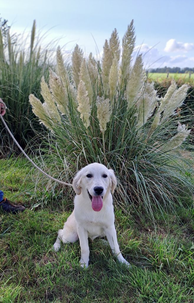 Du Domaine De Mafleurio - Chiots disponibles - Golden Retriever