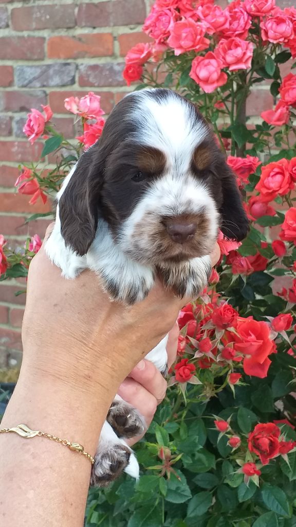 Du Domaine De Mafleurio - Cocker Spaniel Anglais - Portée née le 20/06/2020