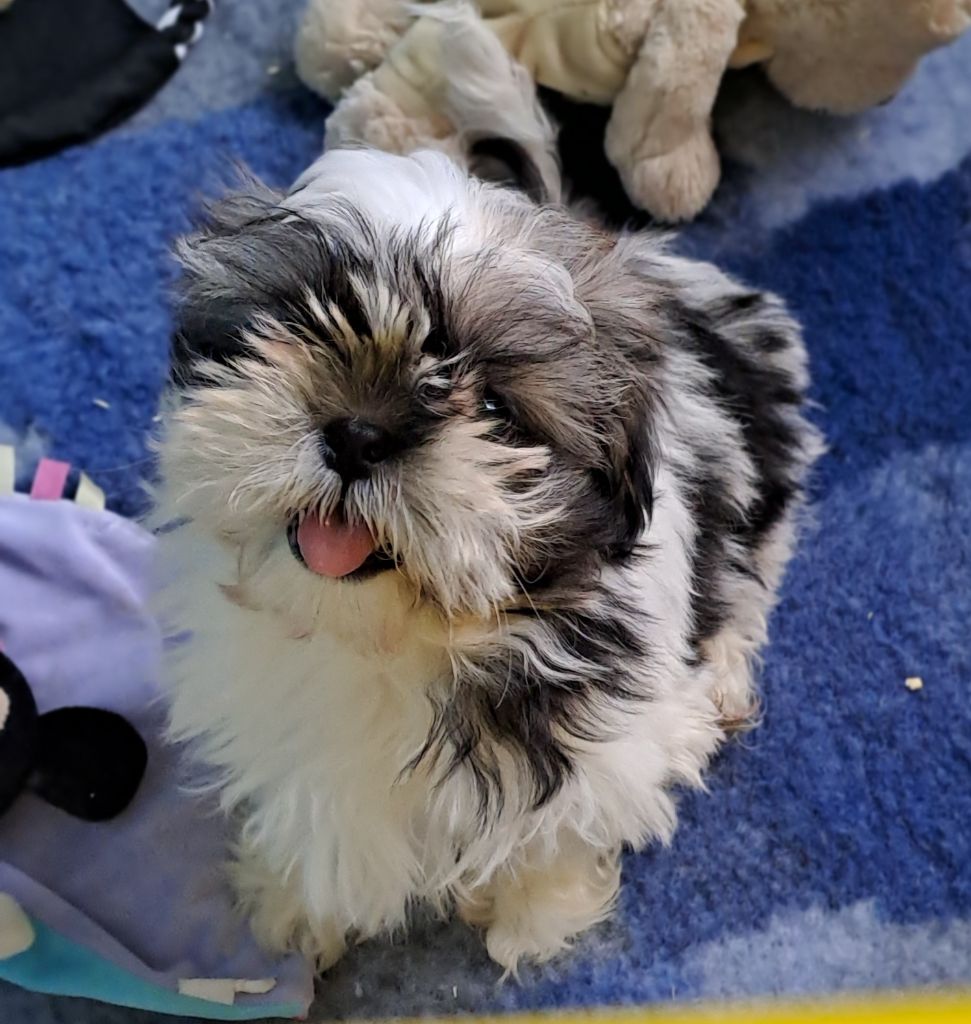 Du Domaine De Mafleurio - Chiots disponibles - Shih Tzu