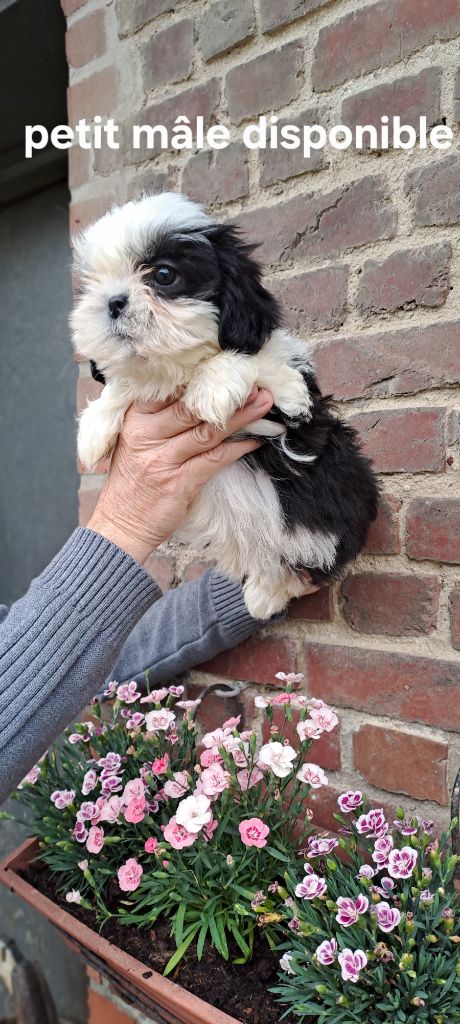 Du Domaine De Mafleurio - Chiots disponibles - Shih Tzu