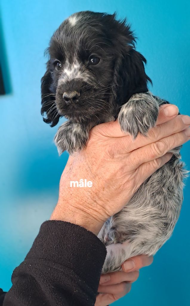 Du Domaine De Mafleurio - Chiots disponibles - Cocker Spaniel Anglais