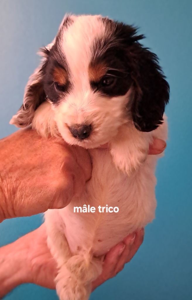 Du Domaine De Mafleurio - Chiots disponibles - Cocker Spaniel Anglais