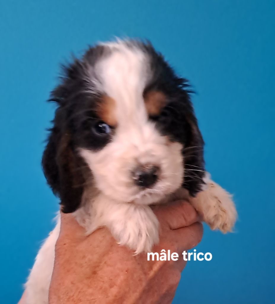 Du Domaine De Mafleurio - Chiots disponibles - Cocker Spaniel Anglais