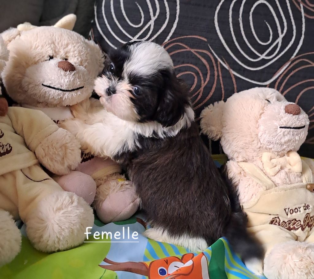 Du Domaine De Mafleurio - Chiots disponibles - Shih Tzu