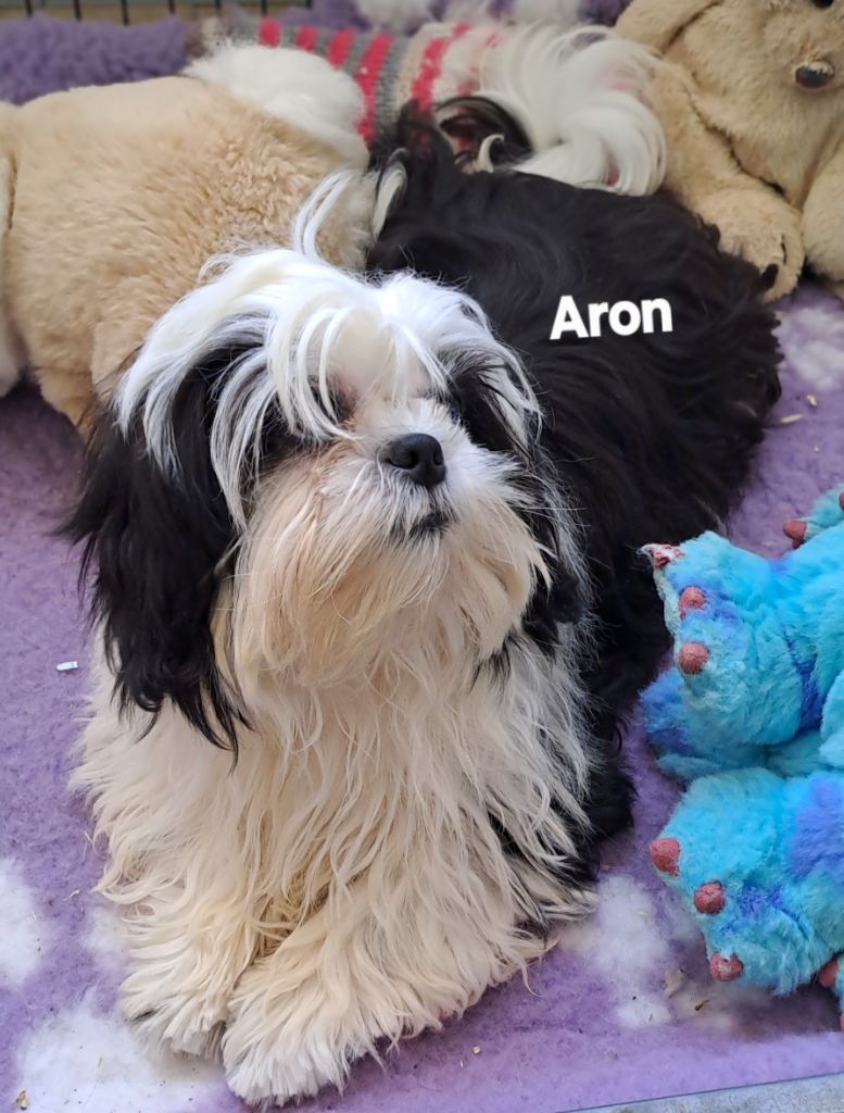 Du Domaine De Mafleurio - Shih Tzu - Portée née le 23/03/2025