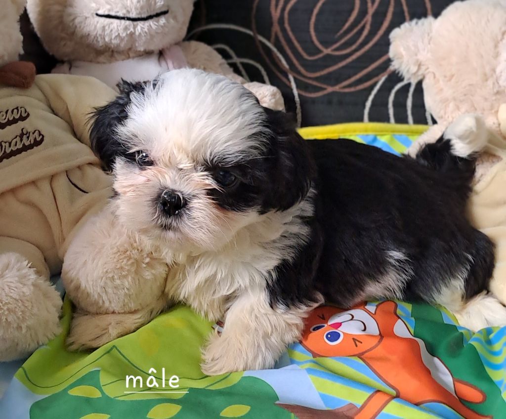 Du Domaine De Mafleurio - Chiots disponibles - Shih Tzu