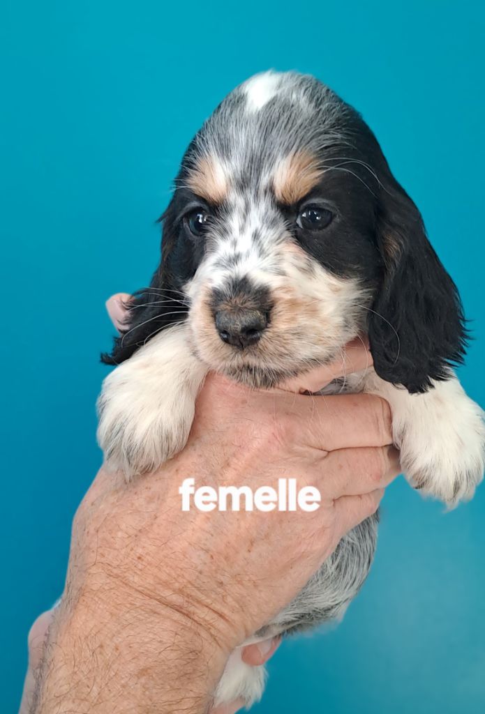 Du Domaine De Mafleurio - Chiots disponibles - Cocker Spaniel Anglais