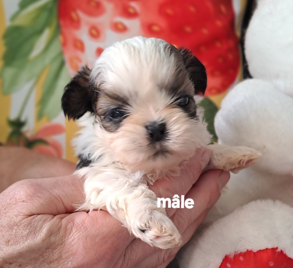 Du Domaine De Mafleurio - Chiots disponibles - Shih Tzu