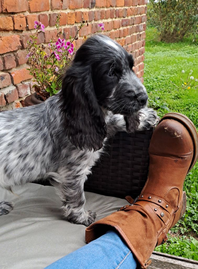 Du Domaine De Mafleurio - Chiots disponibles - Cocker Spaniel Anglais