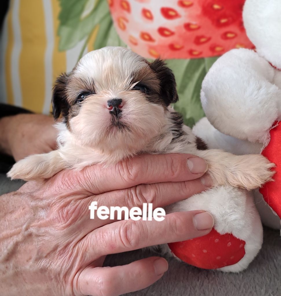 Du Domaine De Mafleurio - Chiots disponibles - Shih Tzu