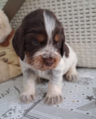 Chiot N°1