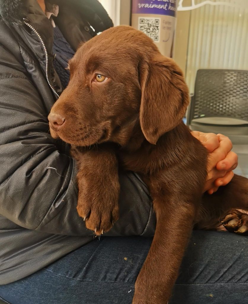 Du Domaine De Mafleurio - Chiots disponibles - Labrador Retriever