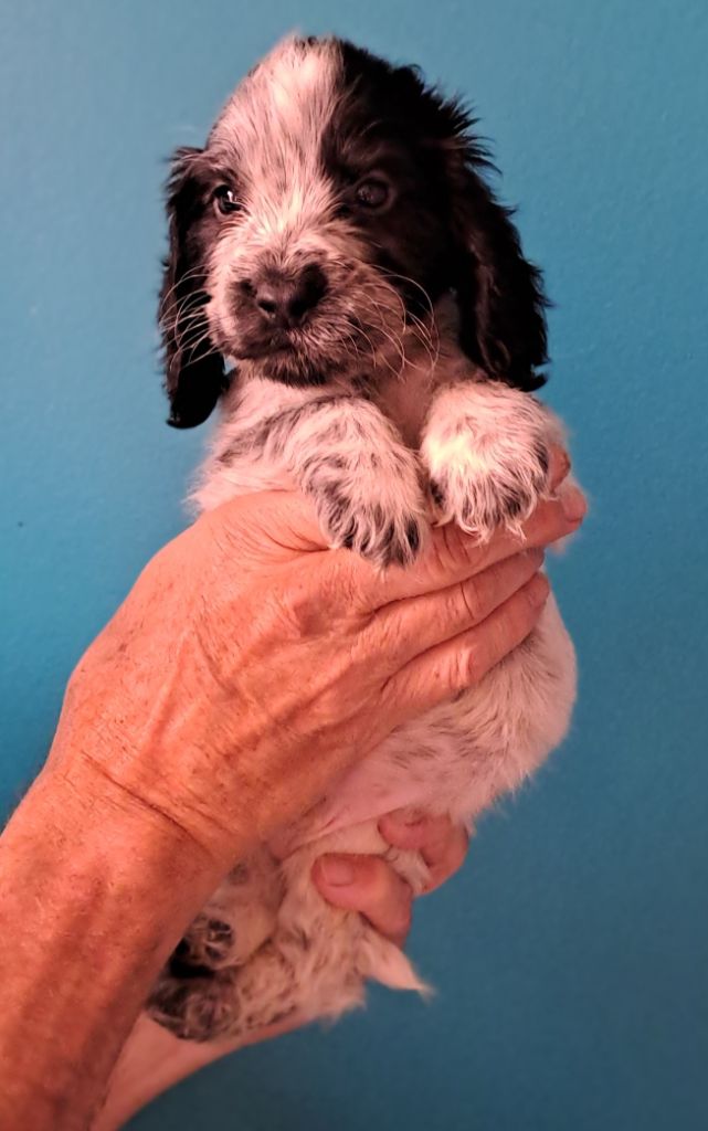 Du Domaine De Mafleurio - Chiots disponibles - Cocker Spaniel Anglais