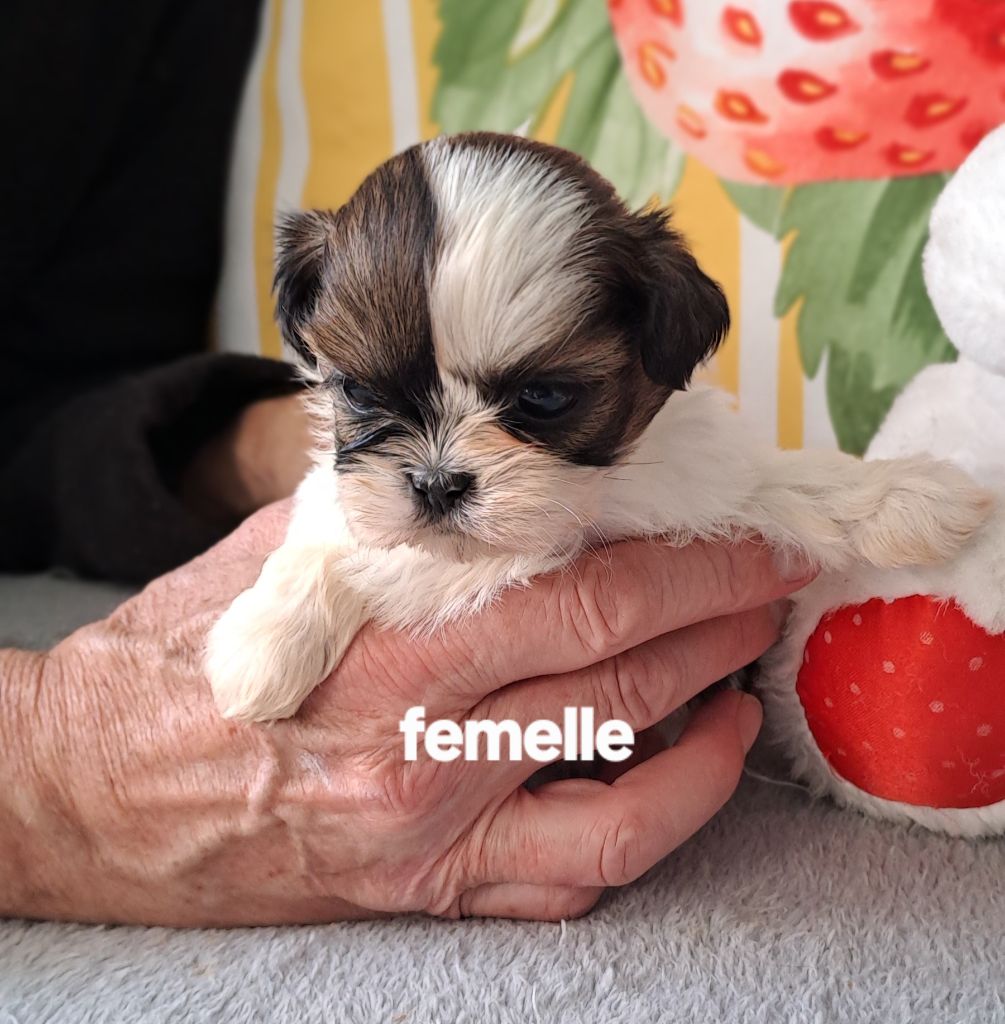 Du Domaine De Mafleurio - Chiots disponibles - Shih Tzu