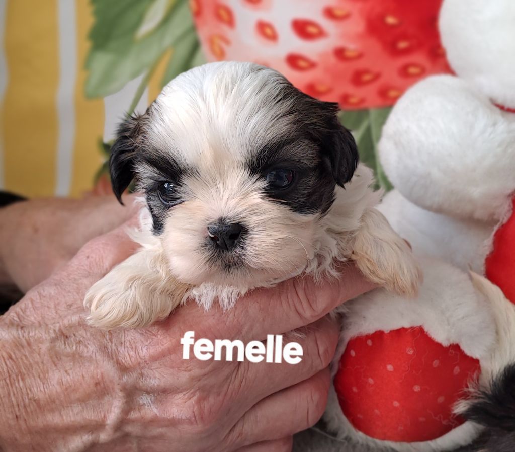 Du Domaine De Mafleurio - Chiots disponibles - Shih Tzu