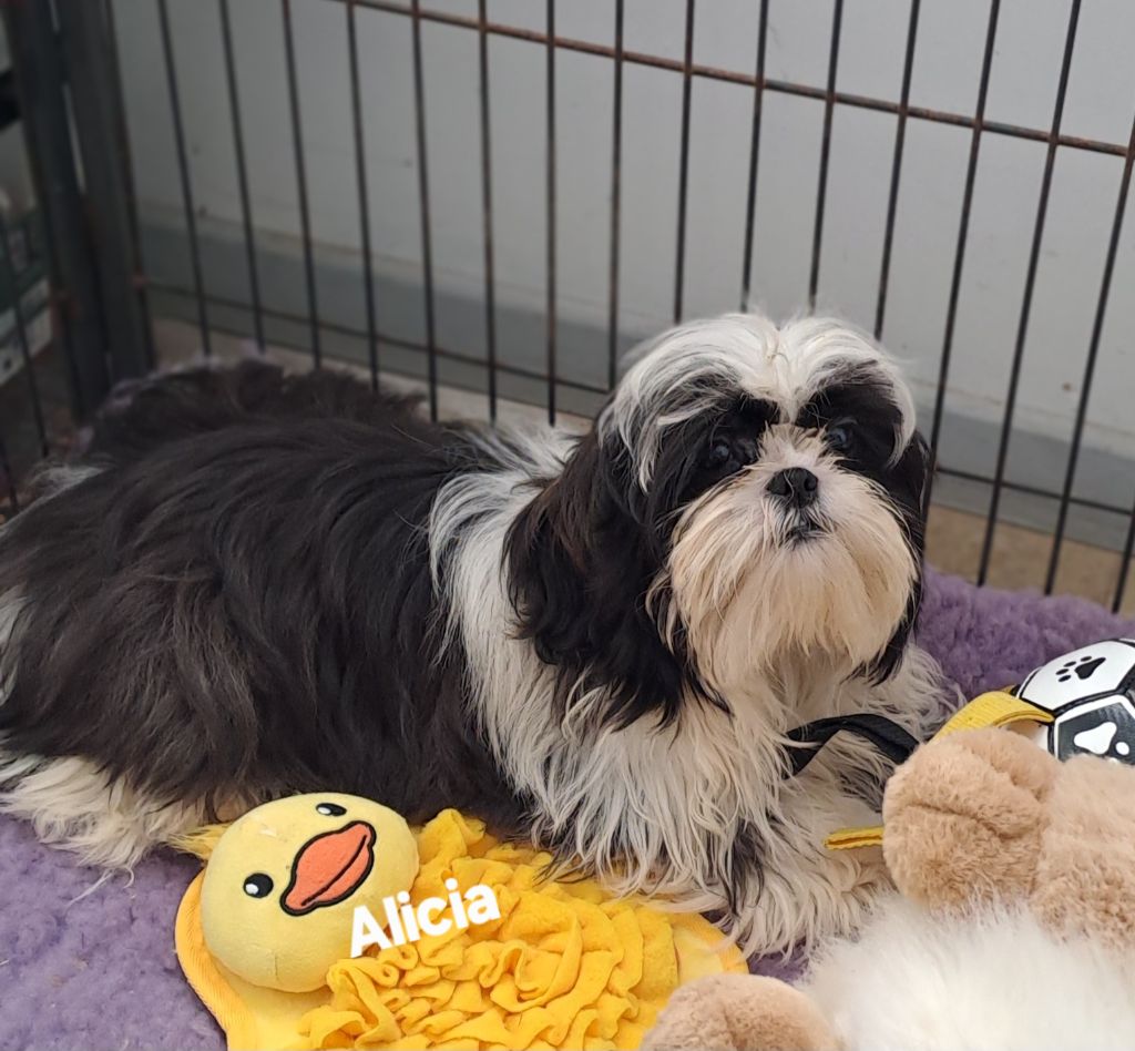 Du Domaine De Mafleurio - Chiots disponibles - Shih Tzu