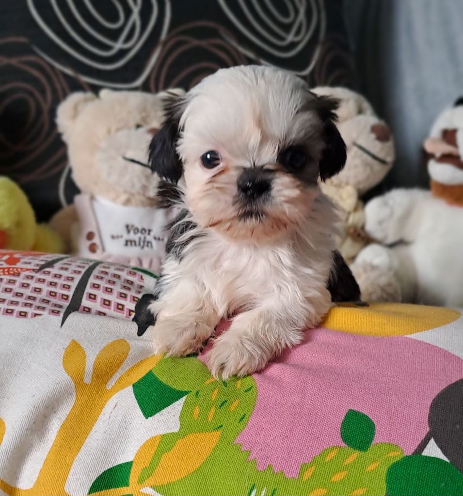 Du Domaine De Mafleurio - Shih Tzu - Portée née le 22/02/2025